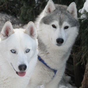 Alpen Hotel Corona Trentino animali benvenuti