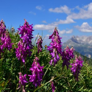 Alpen Hotel Corona Trentino Rosengarten